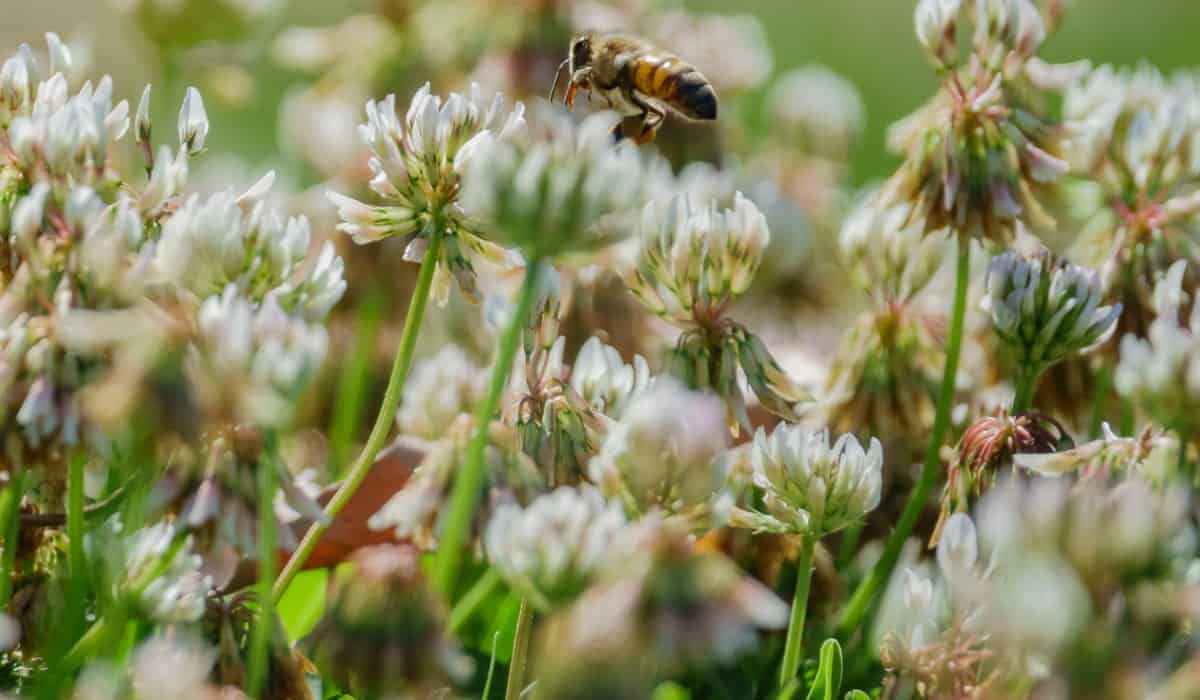 Bronze Dutch clover comes in a variety of colors.