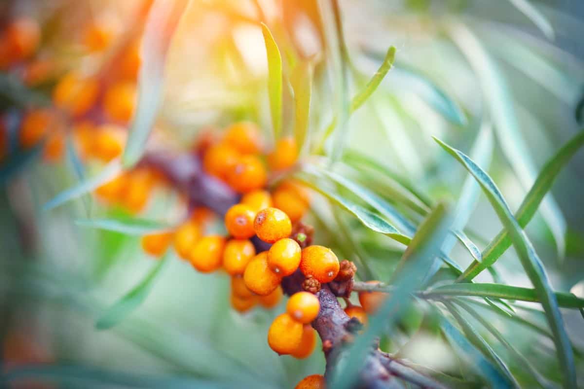Buckthorn grows into dense brush that is difficult to eradicate.