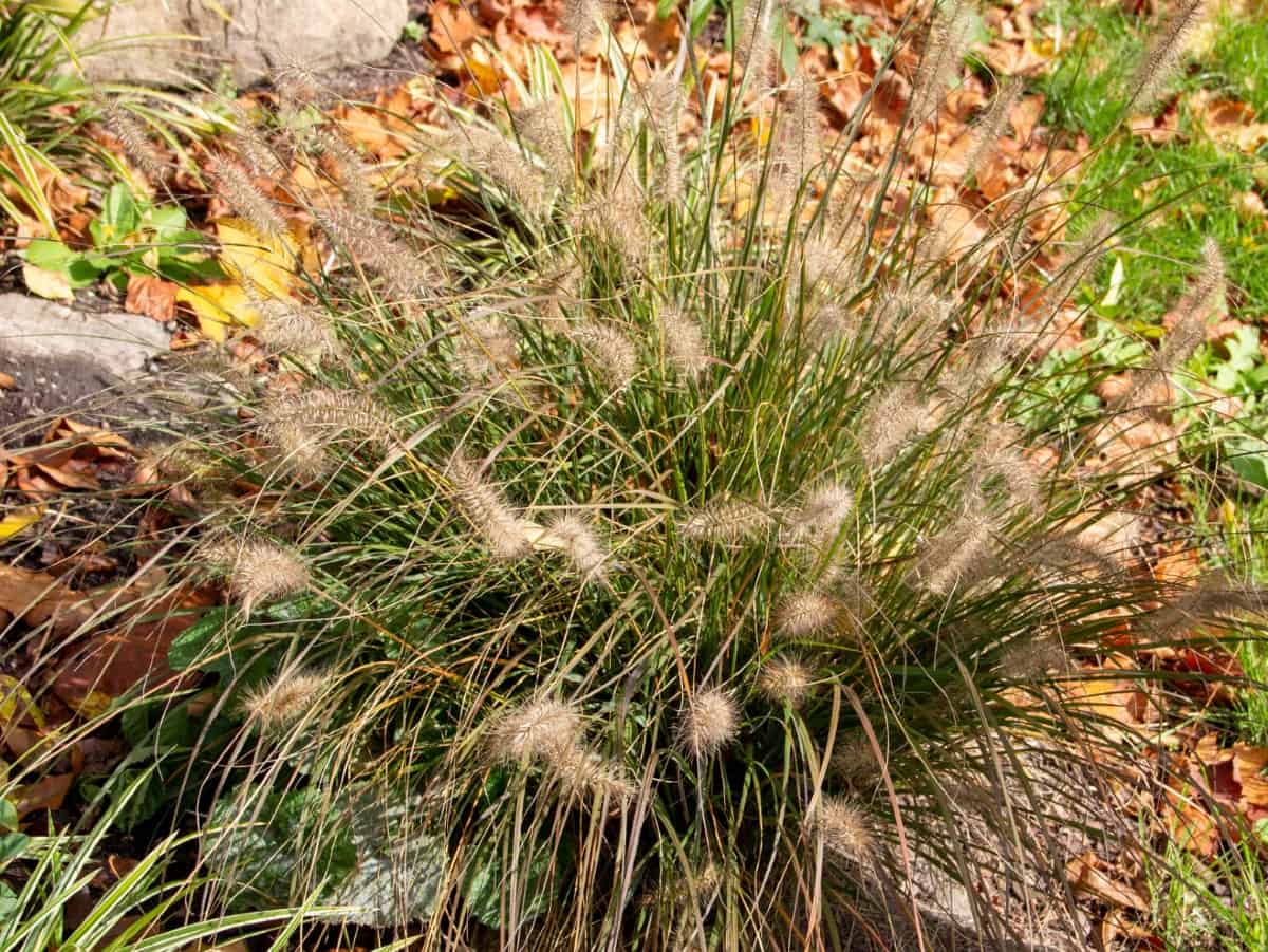 The spurs on buffelgrass spread the seeds, making it even more invasive.