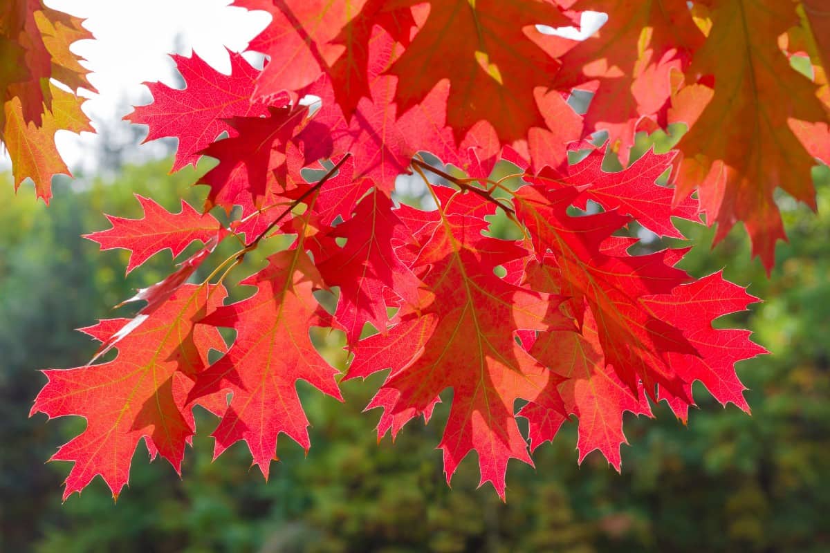 The bur oak has some of the largest acorns among oak trees.