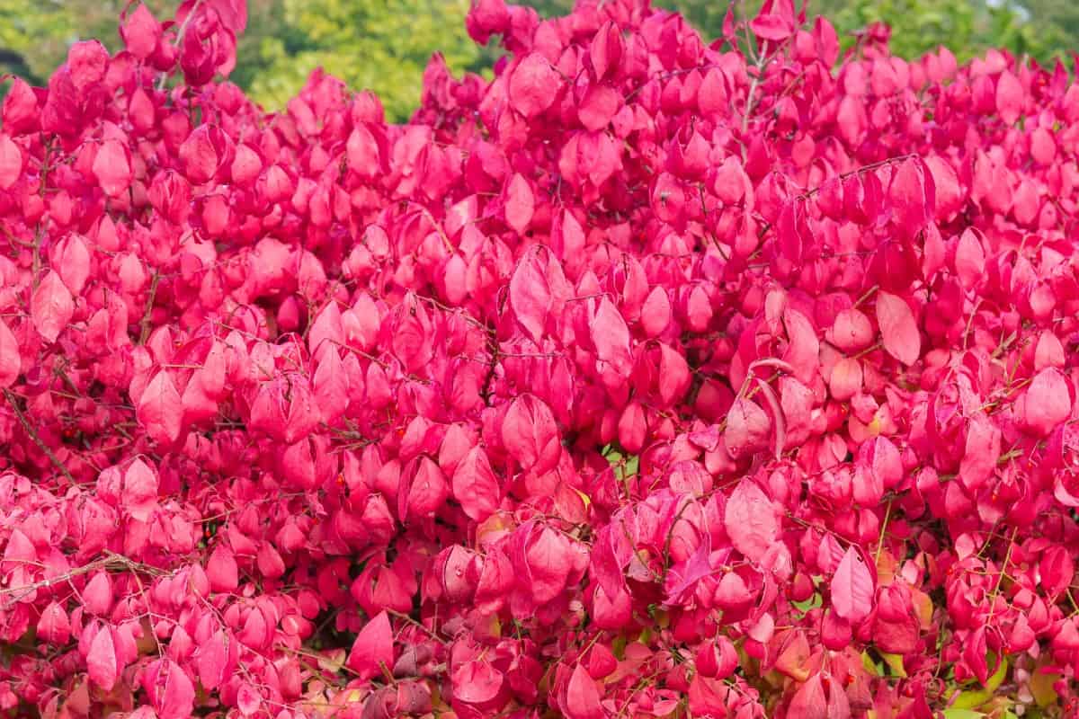 The burning bush drops hundreds of seeds daily, making it difficult to keep under control.