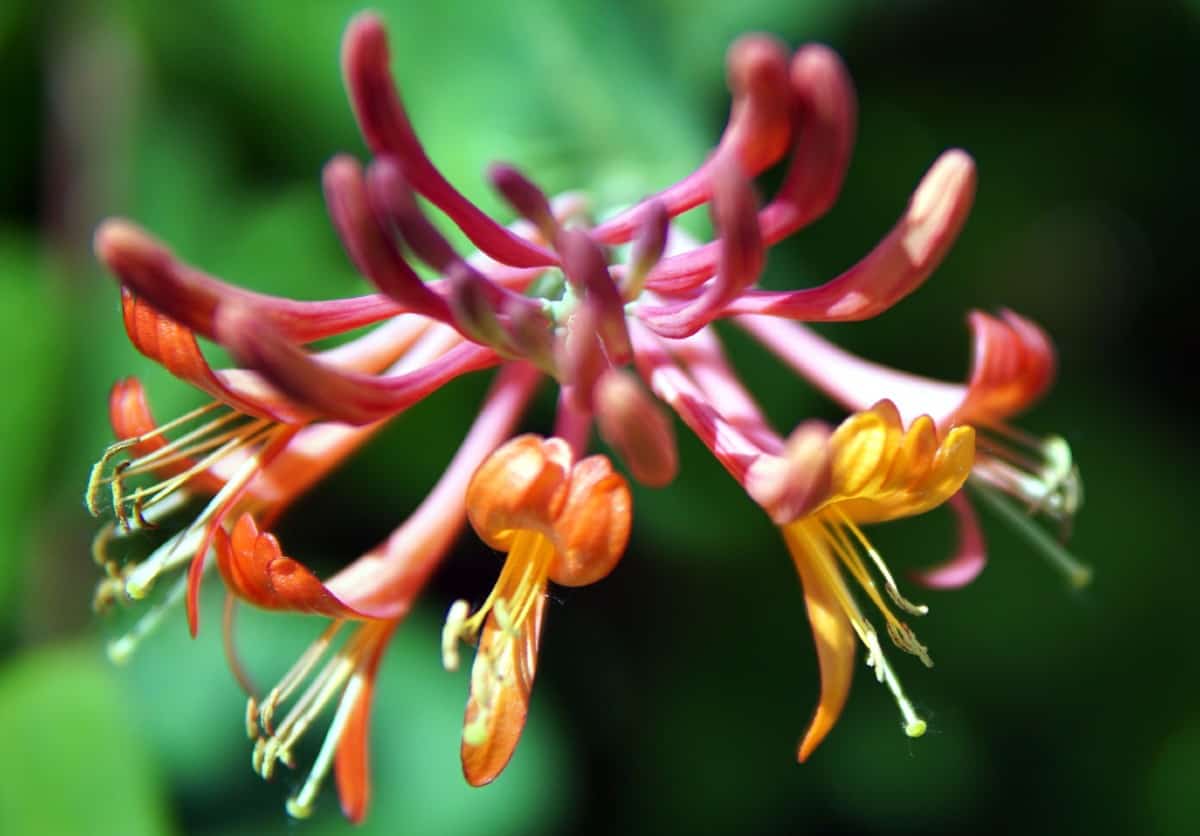 Bush honeysuckle attracts hummingbirds but its growth habit is highly invasive.