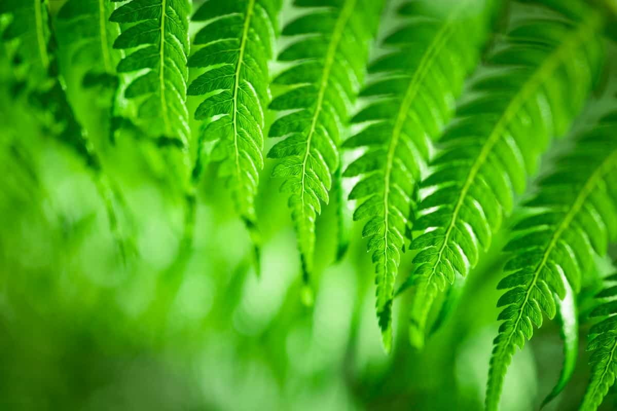 The bushman's mattress fern reproduces quickly.