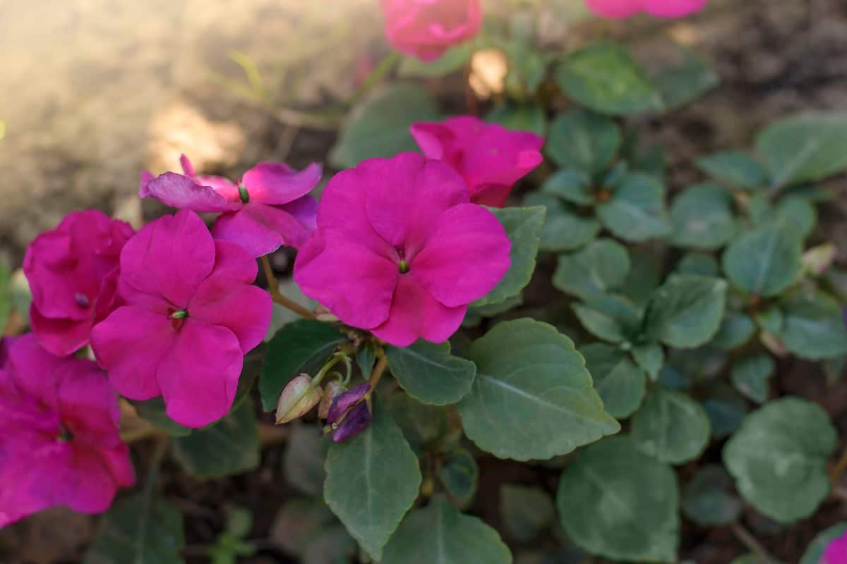 The seeds of the busy Lizzie impatiens burst open when ripe.