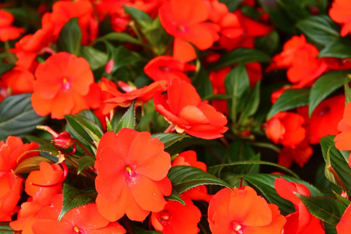 The busy Lizzie impatiens is a magnet for hummingbirds.