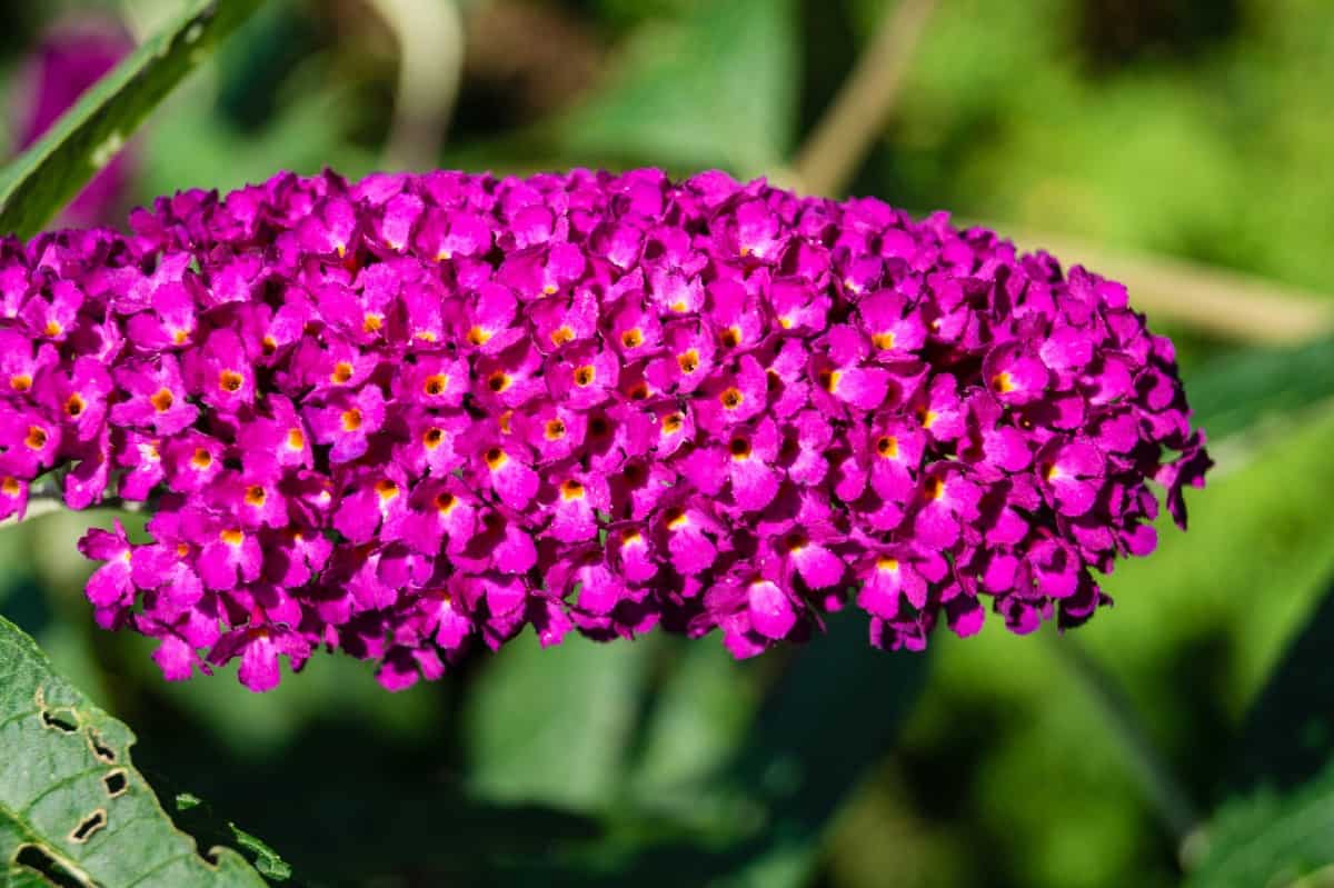 The butterfly bush is a magnet for pollinators.