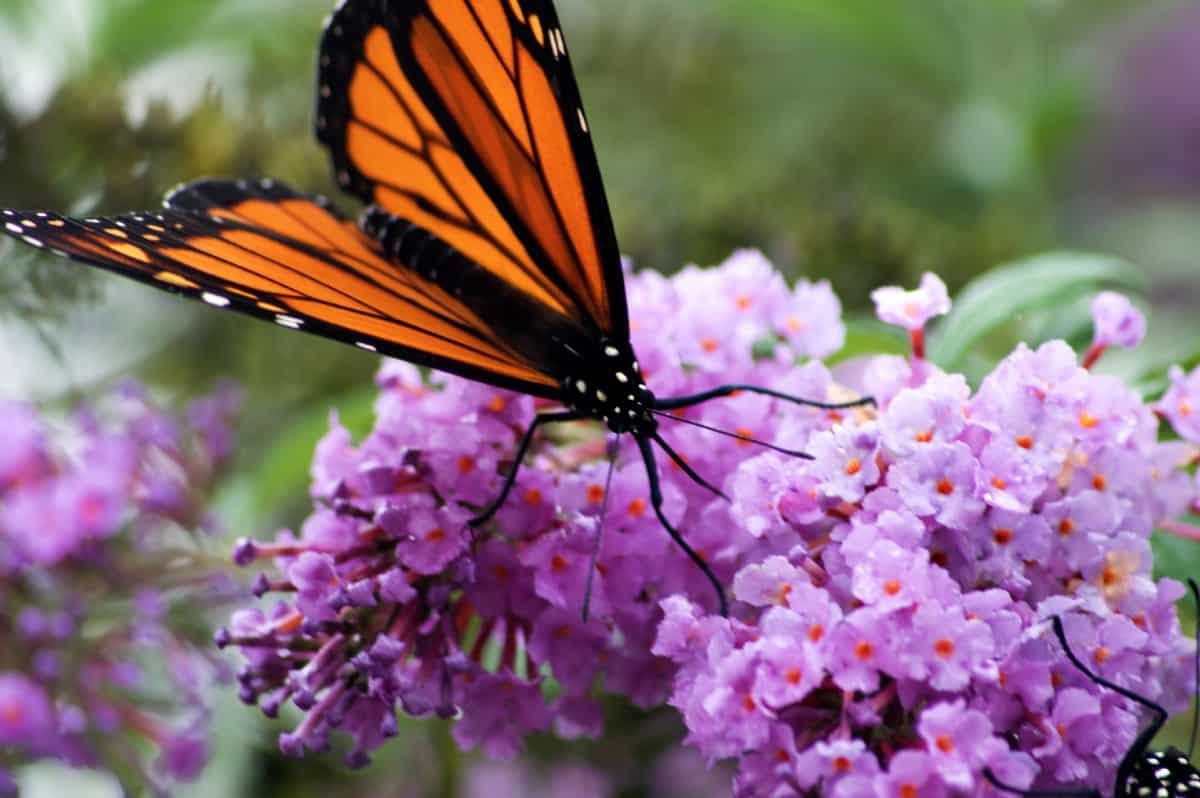 The butterfly bush has attractive flower spikes.