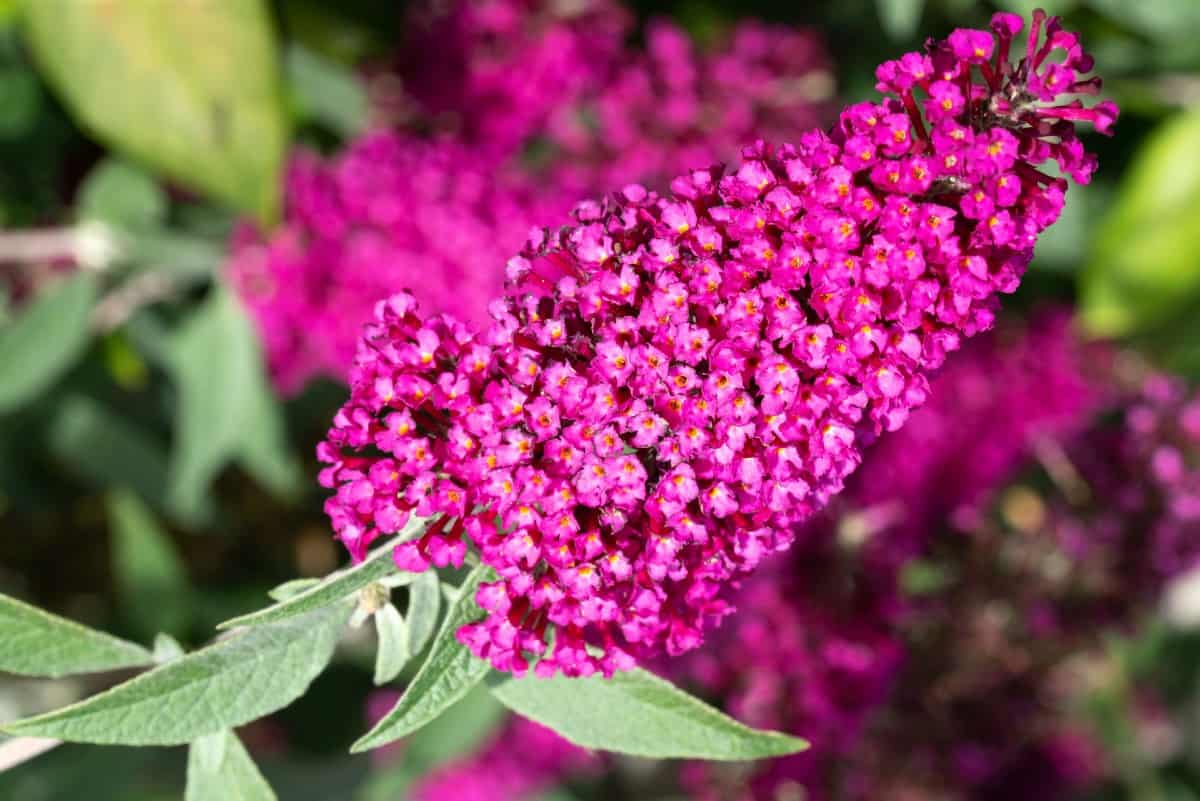 The butterfly bush attracts a variety of pollinators, including hummingbirds.