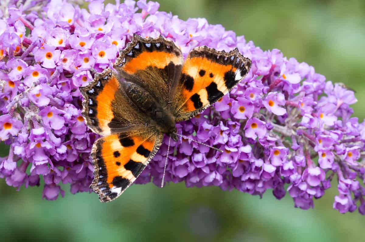 The butterfly bush attracts butterflies and hummingbirds.