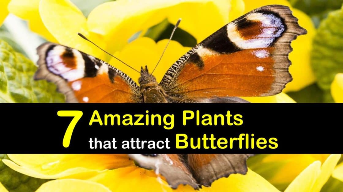 7 Amazing Host Plants that Attract Butterflies to the Garden