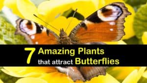 Butterfly Host Plants titleimg1