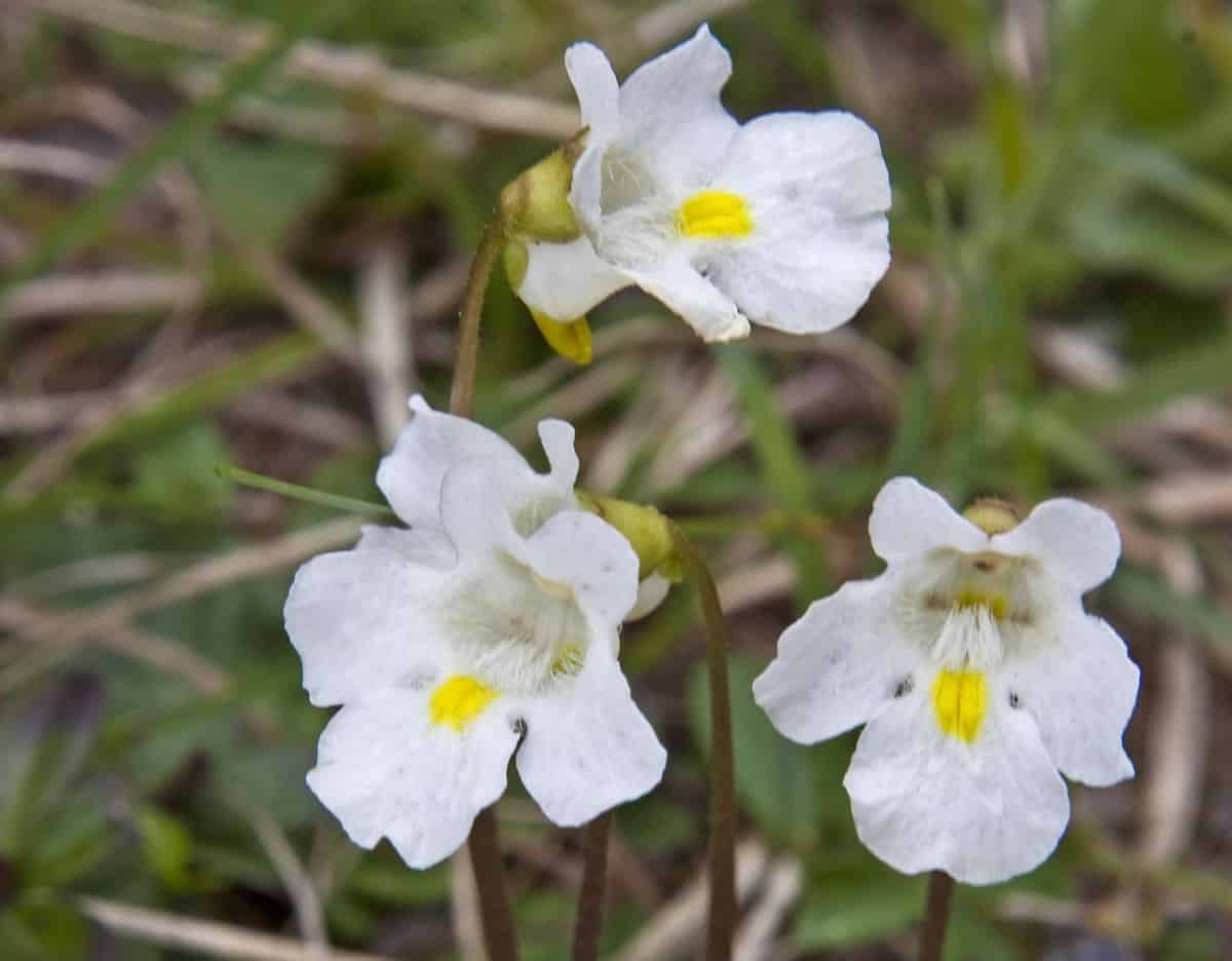 The colorful leaves of the butterwort are instrumental in trapping prey.