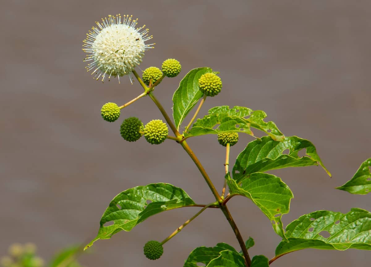 The buttonbush has unusual flowers.