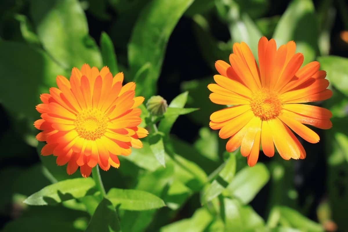 Calendula is a popular fall annual.