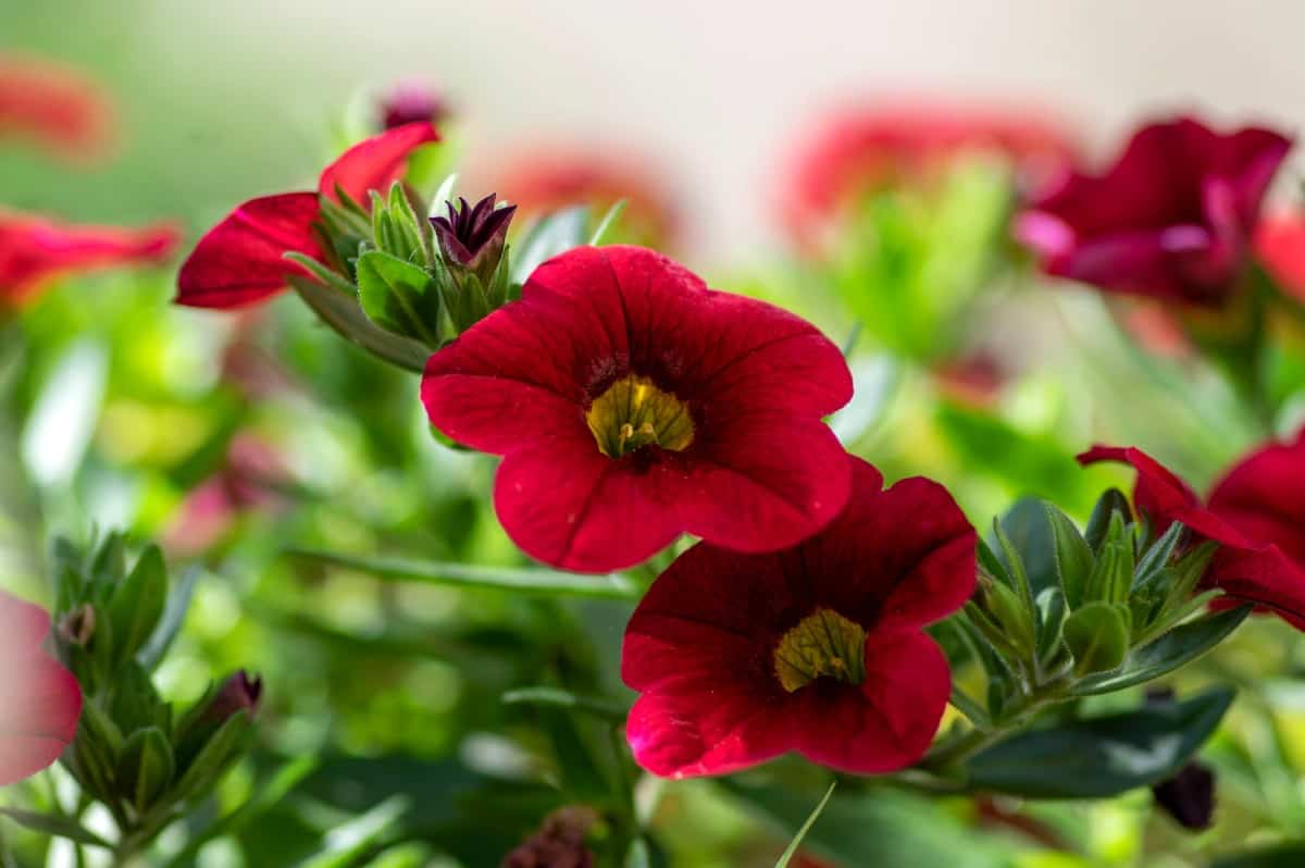 Calibrachoa resembles tiny petunias.