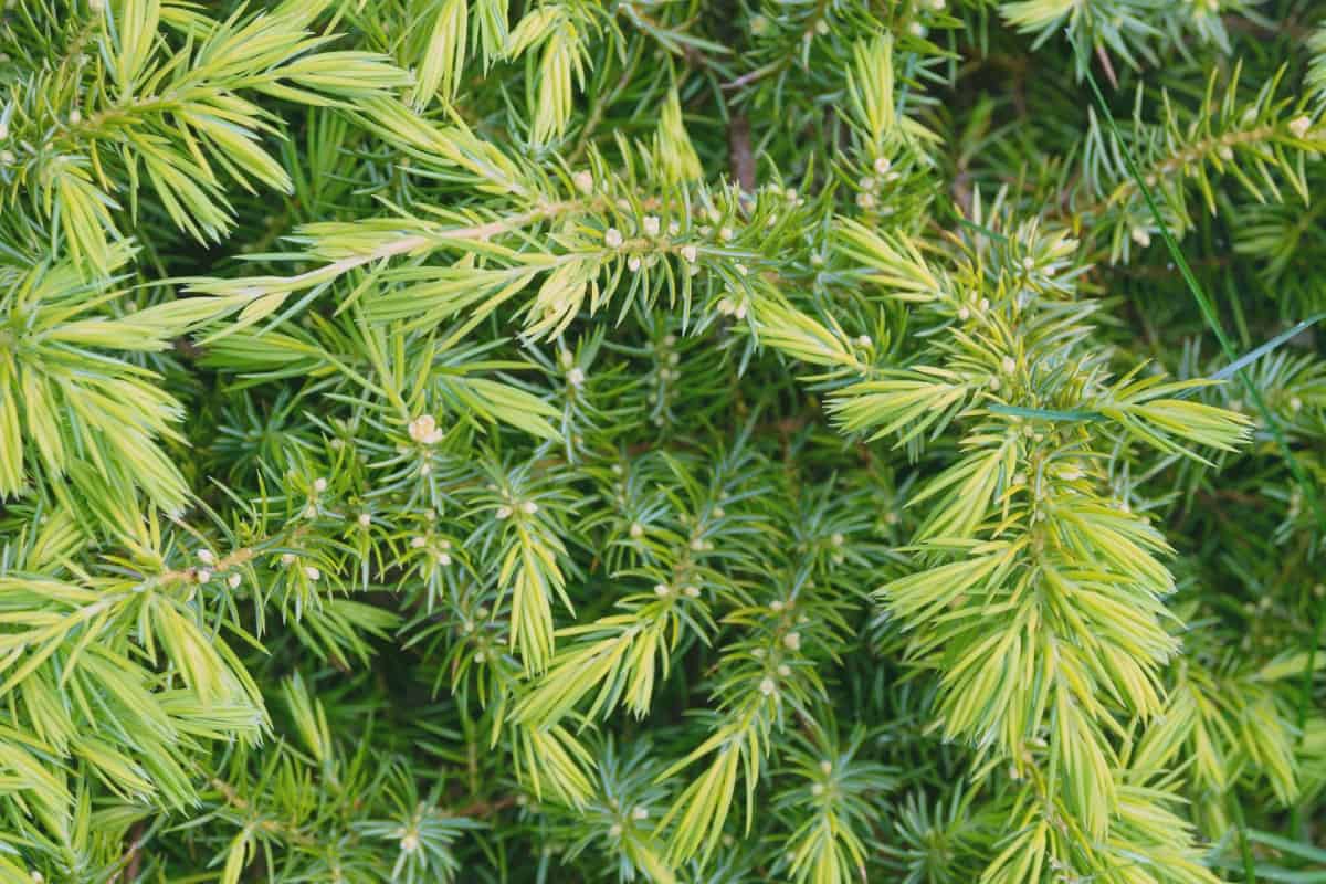 The Canadian hemlock is a member of the pine family.