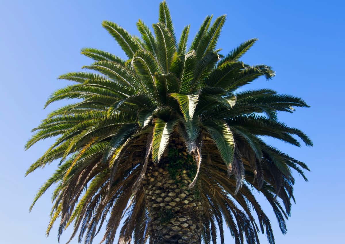 Canary Island date palms have ornamental fruits.