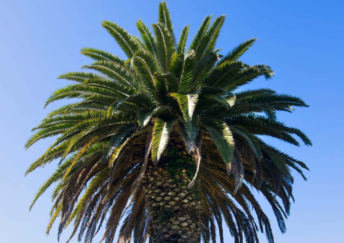 Canary Island date palms have ornamental fruits.