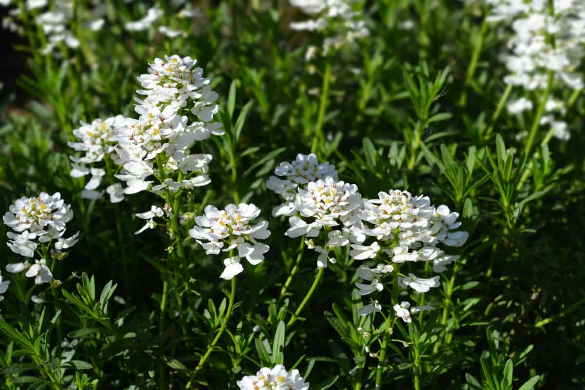 Candytuft is suited to almost every US growing zone.