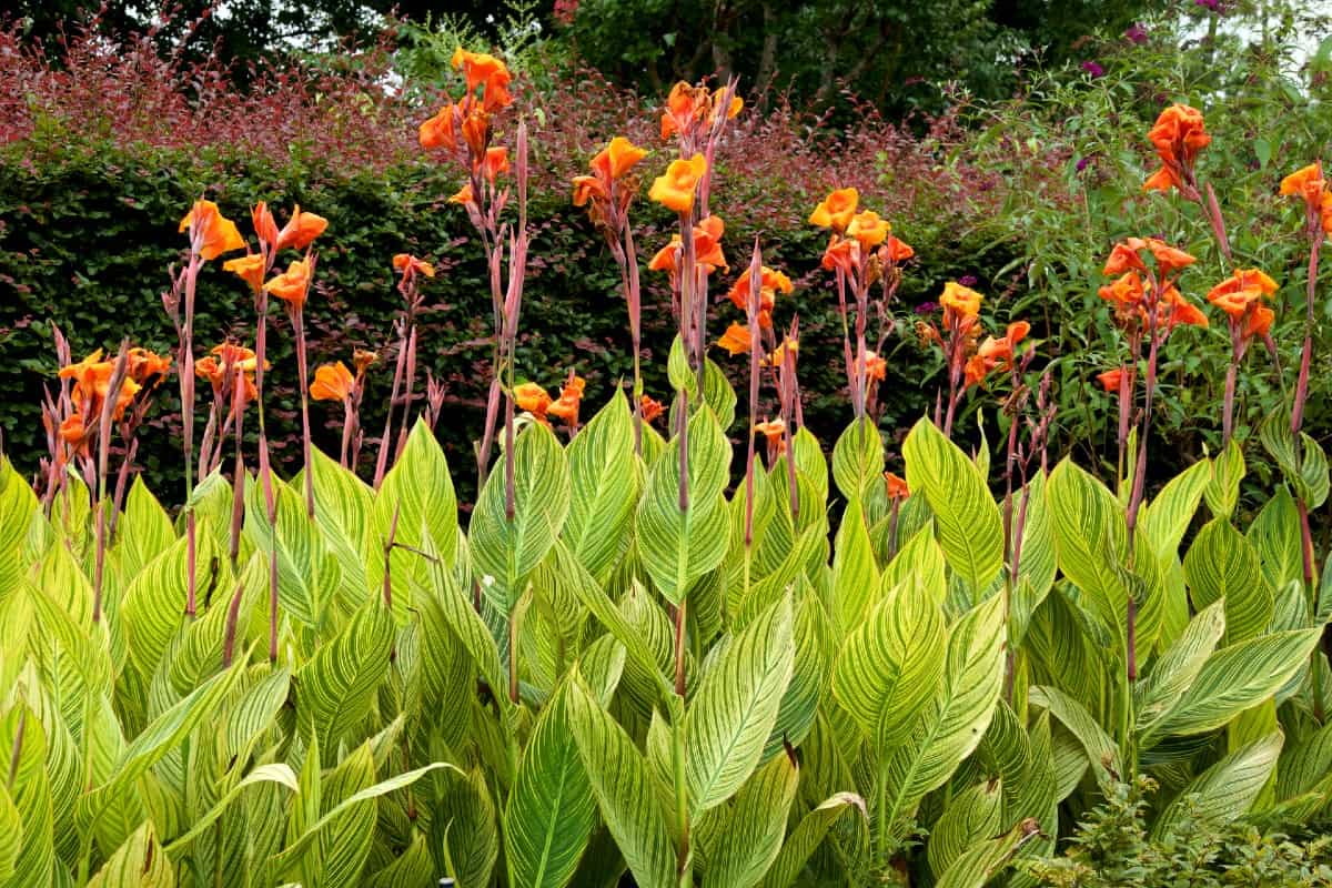 Canna lilies are fast-growing perennials.