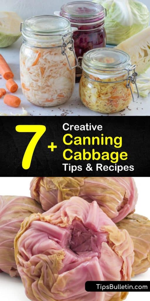 Pressure canning is not recommended for plain cabbage due to botulism. Instead use pickling methods along with a water bath or pressure canner to preserve cabbage in a variety of ways, including slaw and sauerkraut. #canningcabbage #canning #cabbage