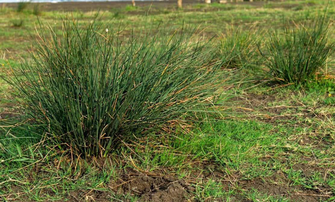 Cape rush looks best when planted in clumps.