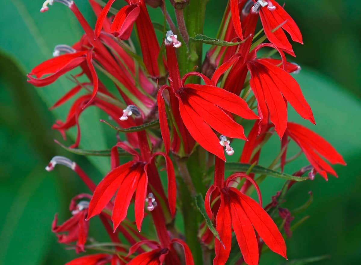 Cardinal flowers are some of the best flowers for hummingbirds because of their red color.