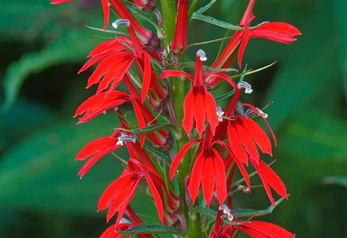 Hummingbirds love the bright red cardinal flower blooms.