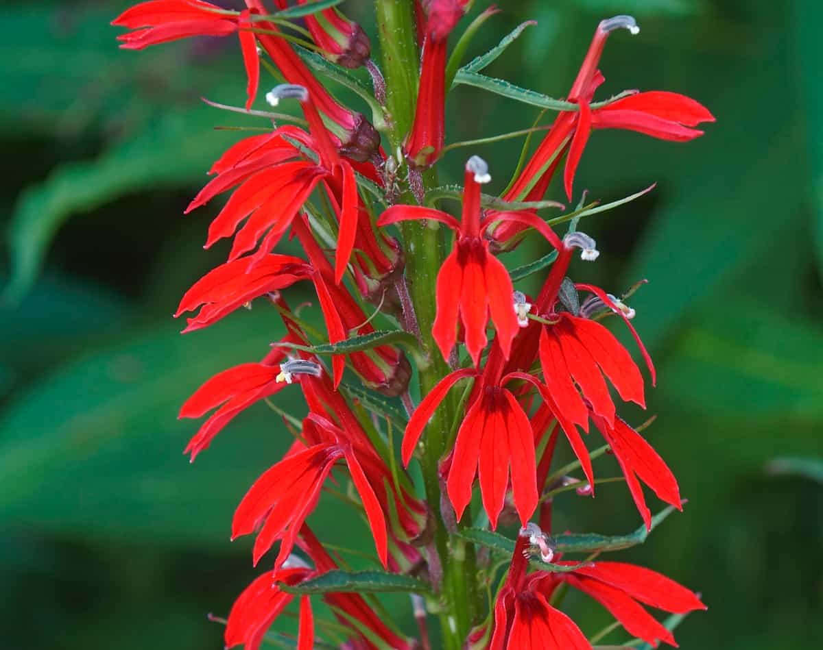 Cardinal flowers are tall annuals.