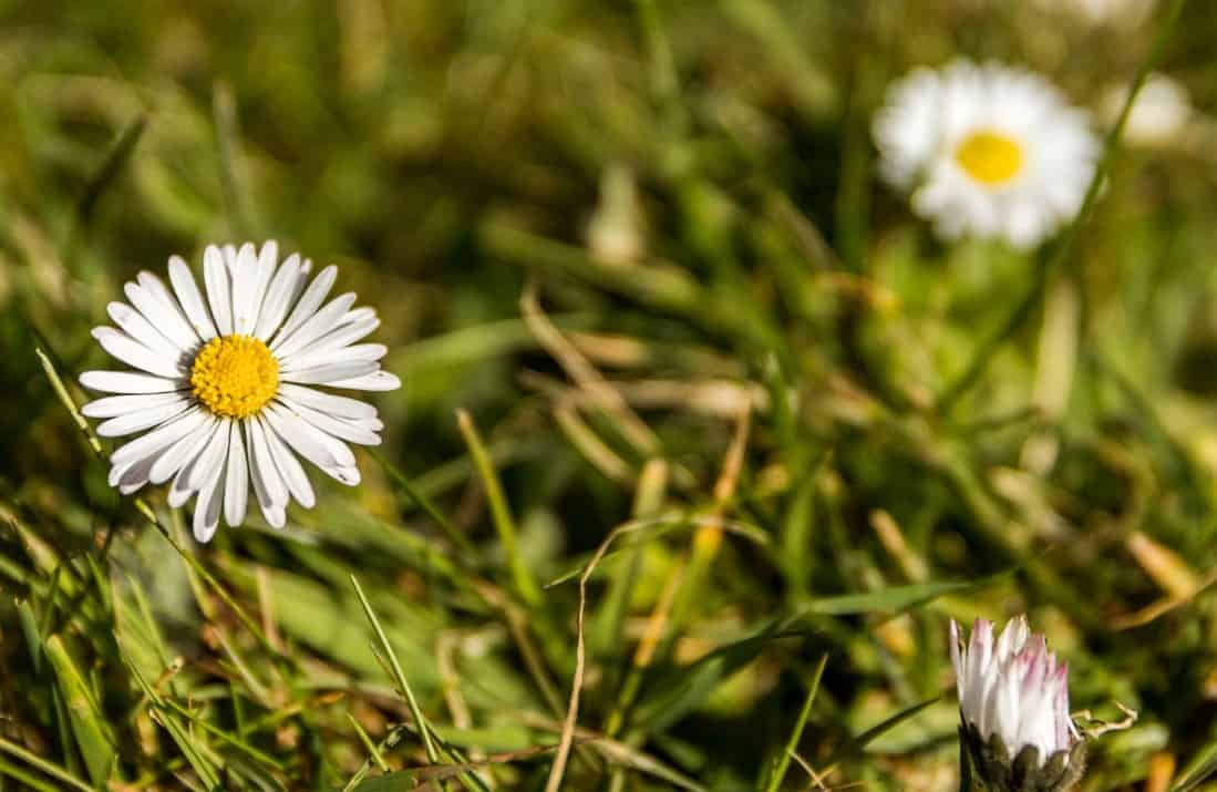 Chamomile is a popular low-growing evergreen perennial.