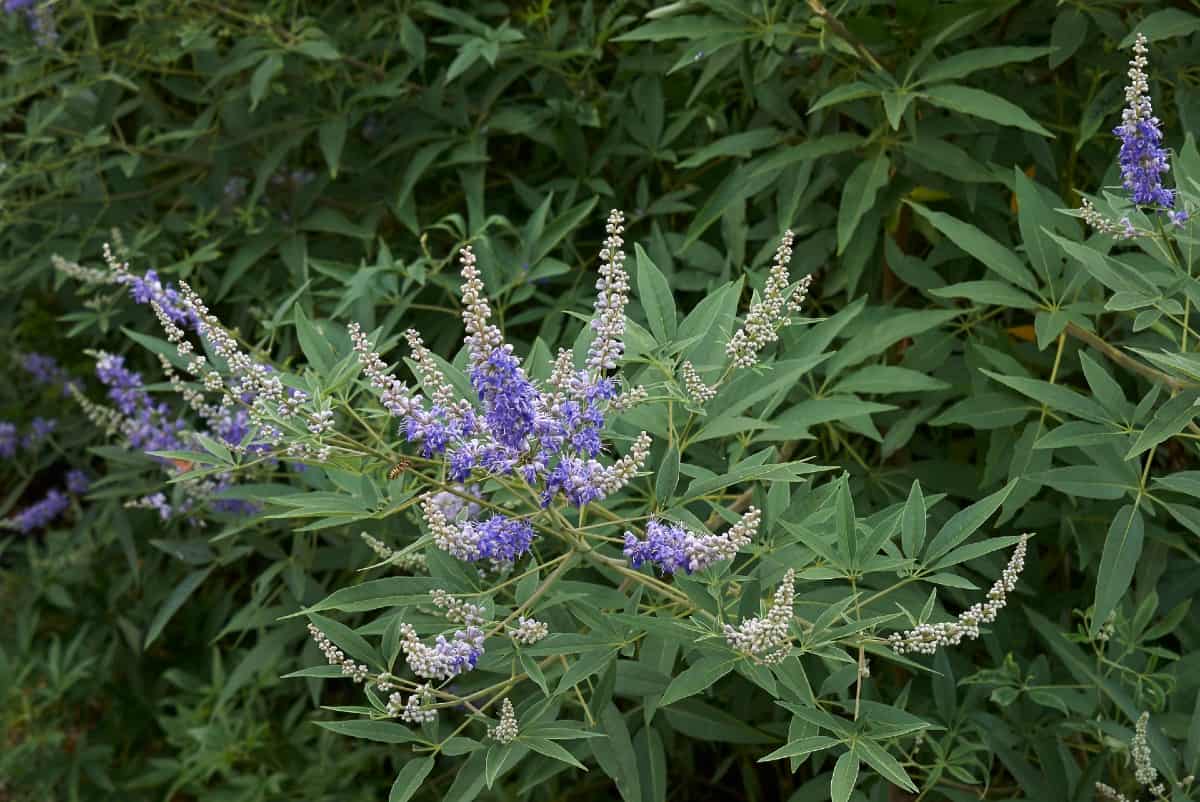 The chaste tree offers excellent shade and attractive blooms.