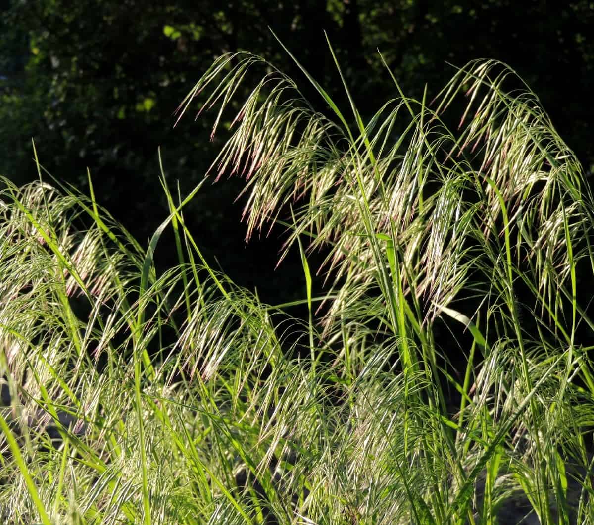 Cheatgrass is an annual that has pretty flowers.