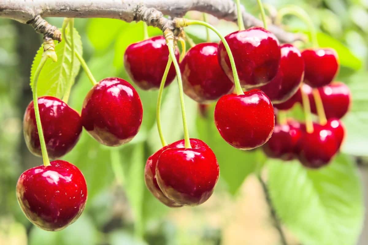 Cherries are a member of the stonefruit family.