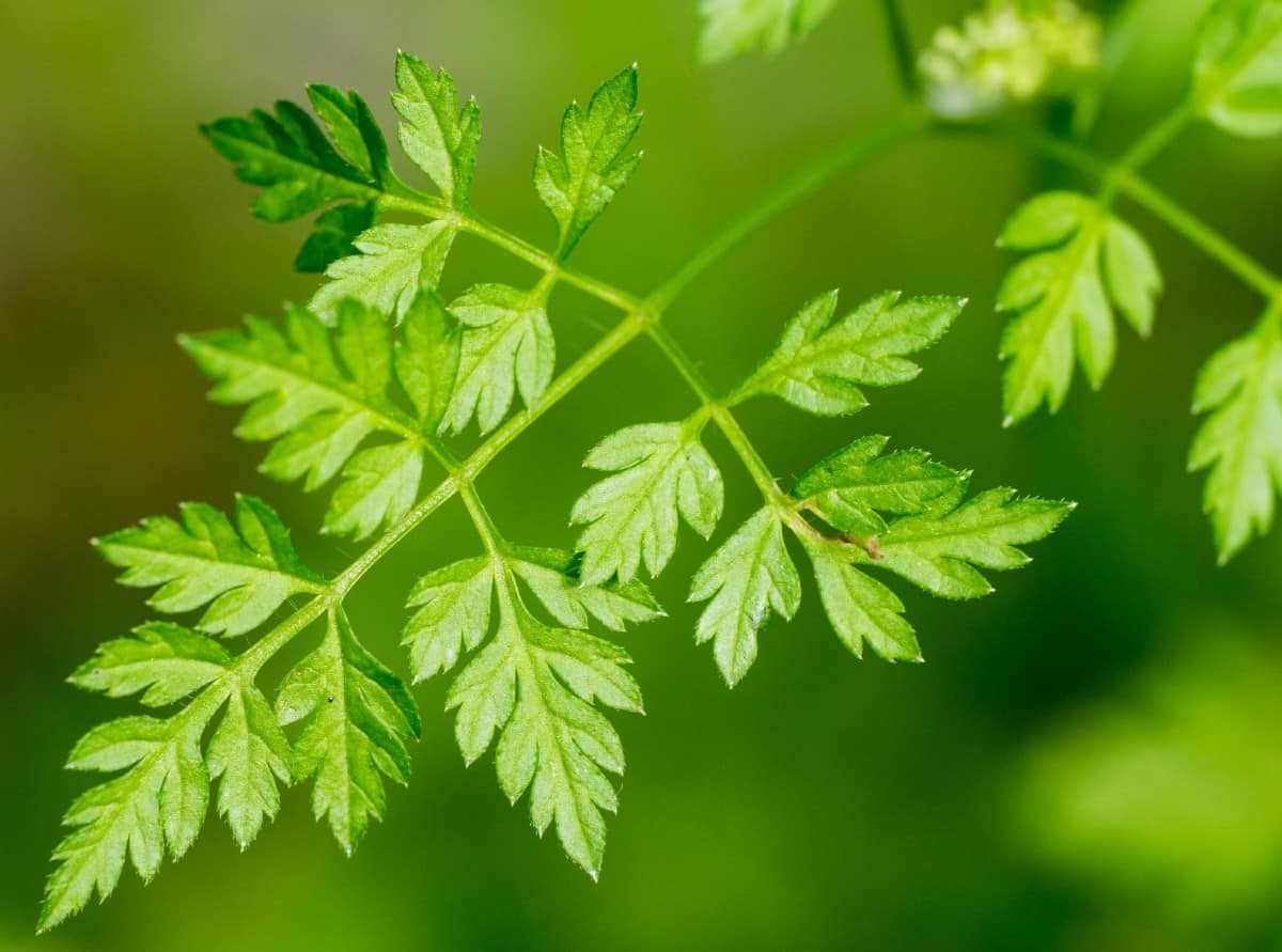 Chervil or French parsley is an herb to plant in the shade.