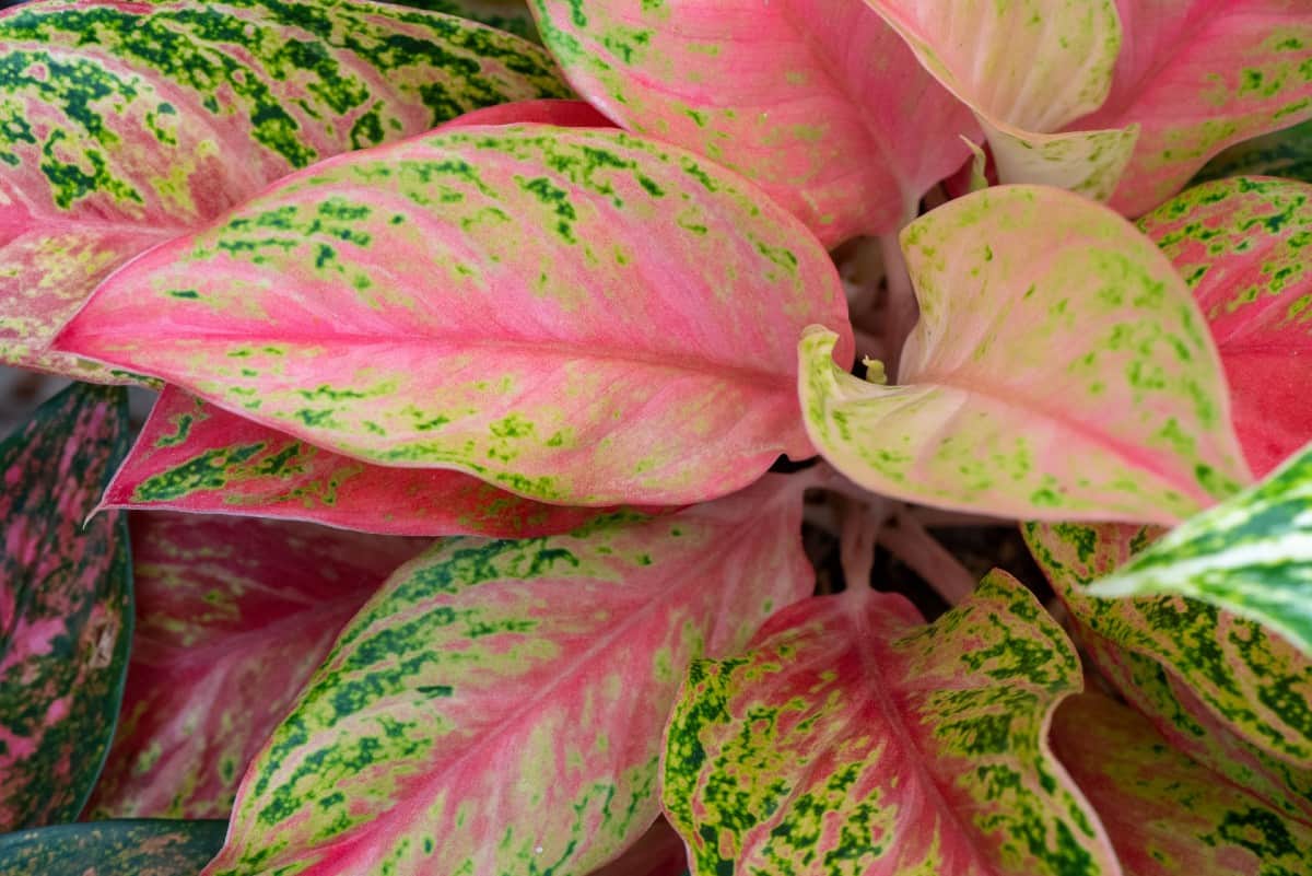 The Chinese evergreen makes a lovely houseplant.