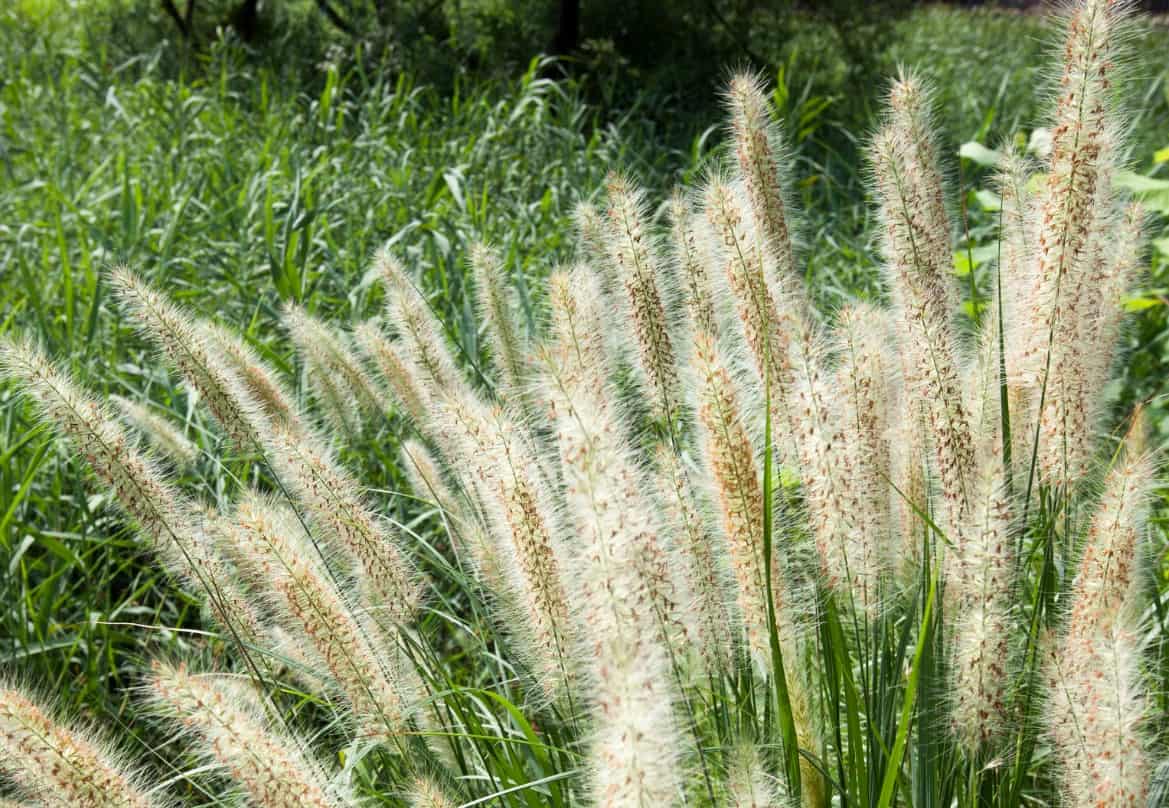 Chinese fountain grass is an easy perennial to grow.