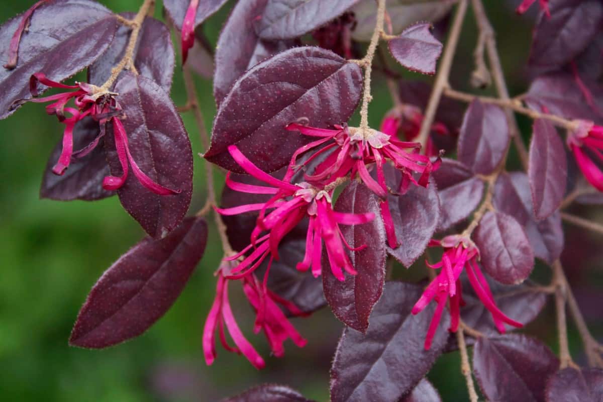 The Chinese fringe-flower is an evergreen that needs at least partial shade.