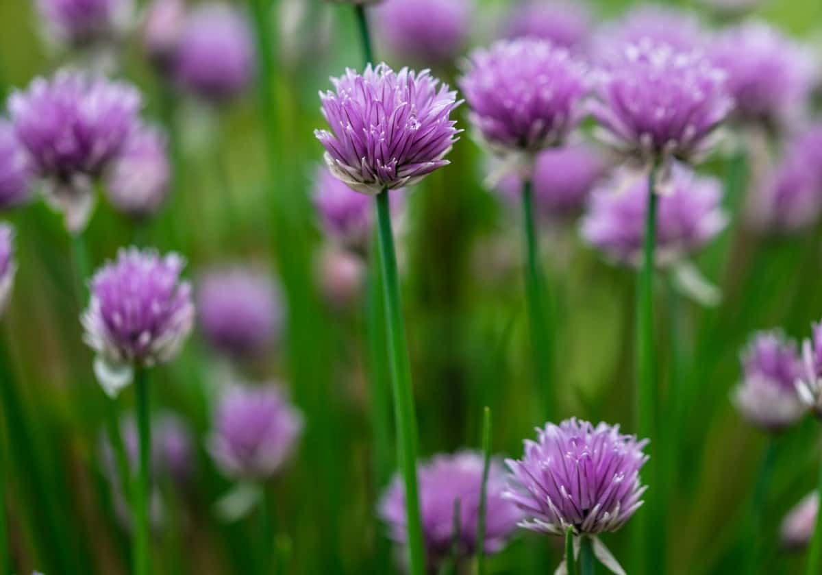 Chives are an herb that spreads quickly so container planting is ideal.