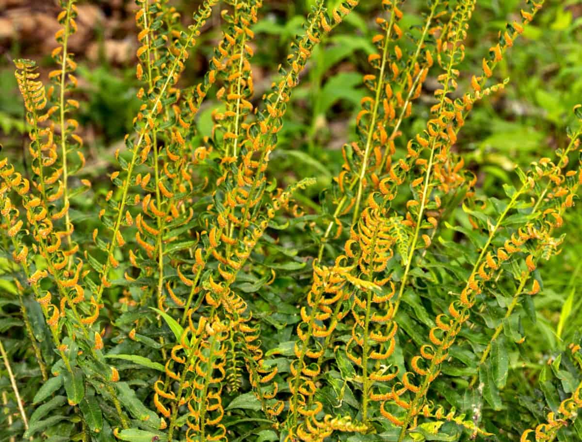 Grow a Christmas fern for a low-maintenance ground cover option.