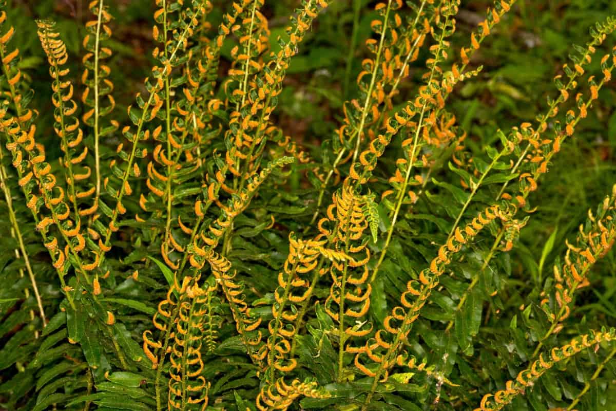 Christmas ferns keep dark leaves all year.