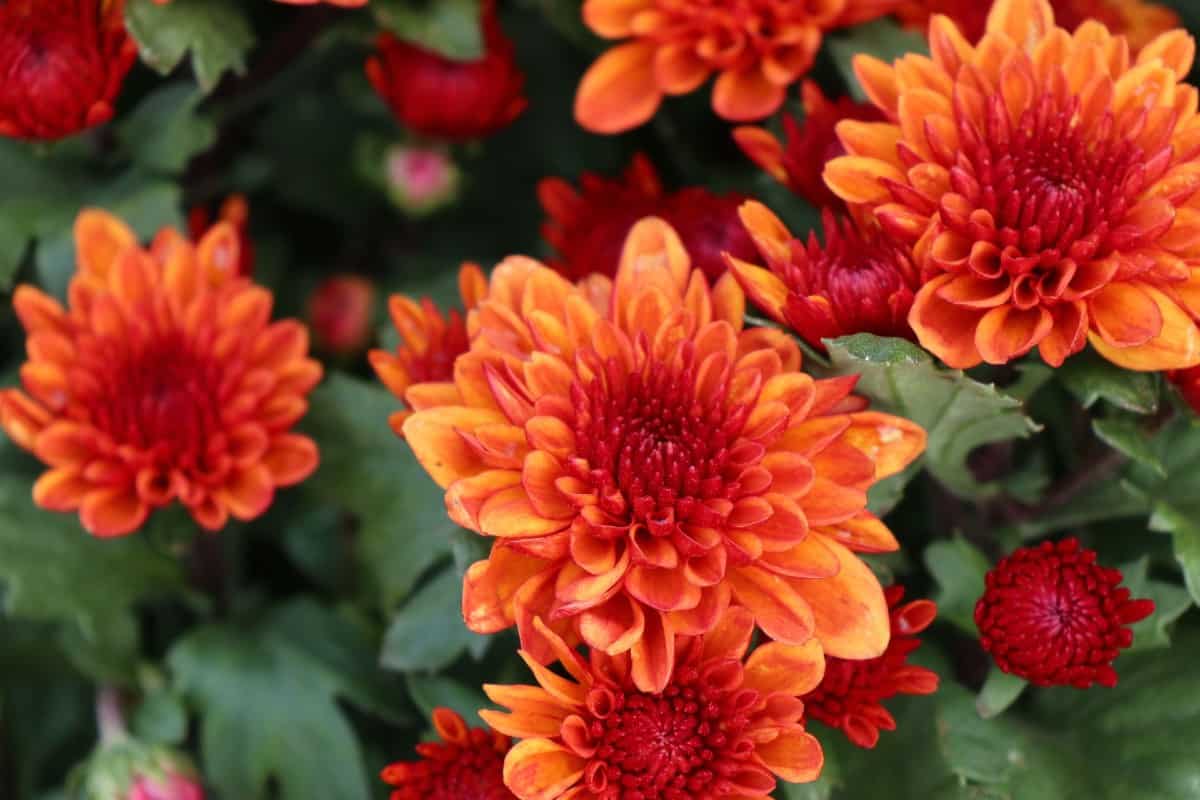 Chrysanthemums are perennials or annuals that bloom into the fall months.