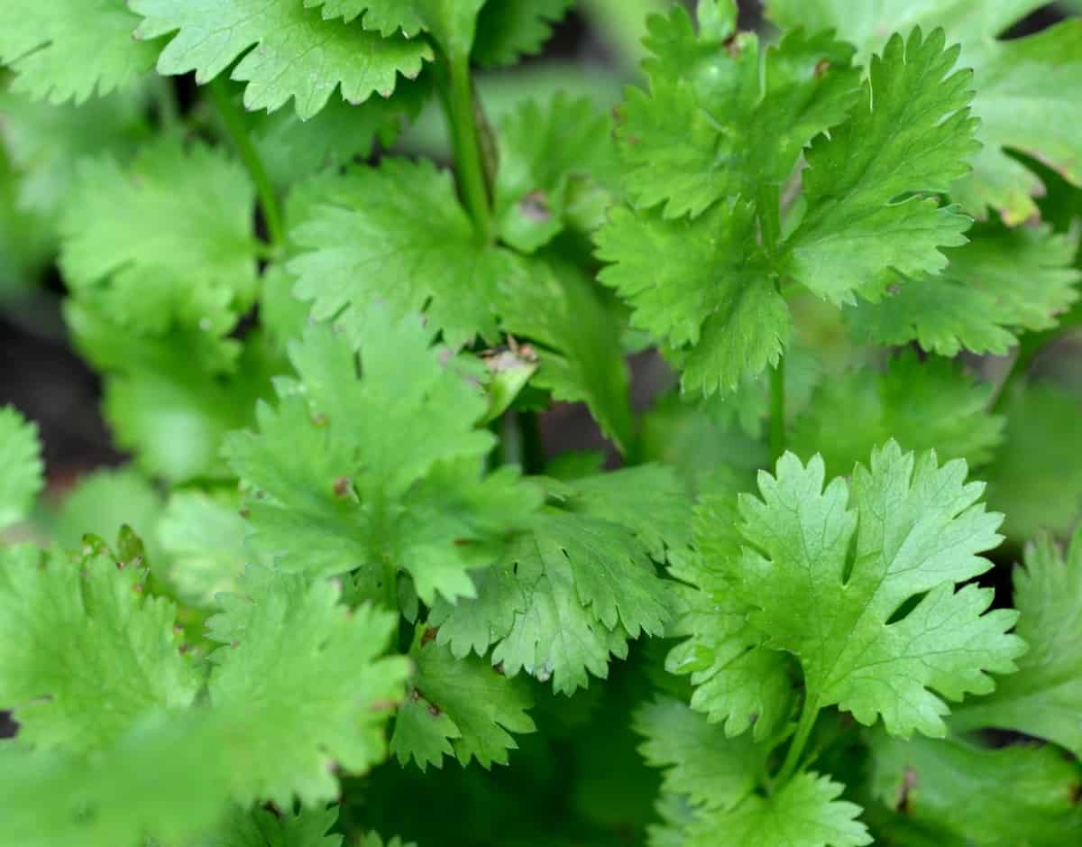 Cilantro is an herb with a citrusy flavor.