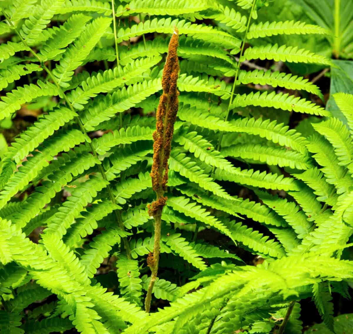 Some of the fronds of the cinnamon fern are colored brown and others are green.