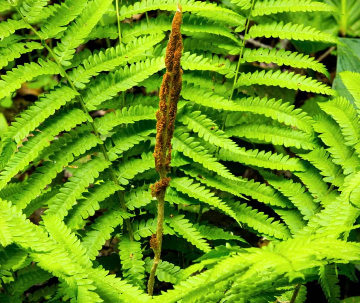 Cinnamon ferns grow in the shape of a vase.