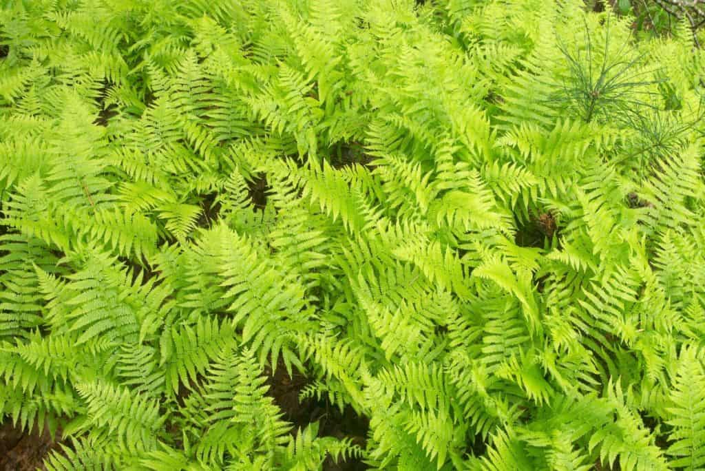 are ferns good ground cover