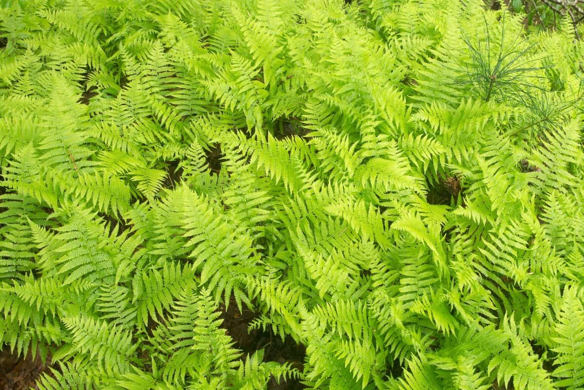 The clumping cinnamon fern tolerates partial sun well.