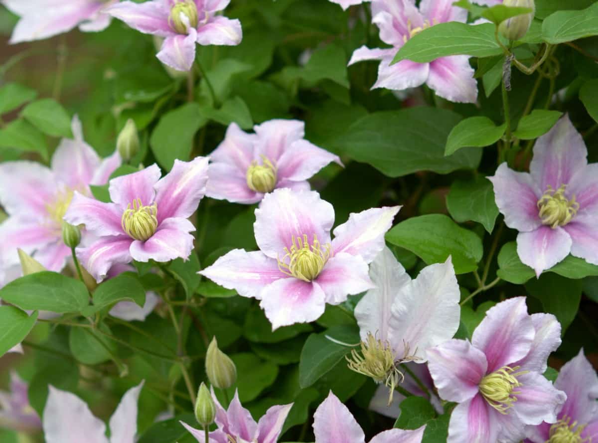 Clematis is a long-blooming perennial.