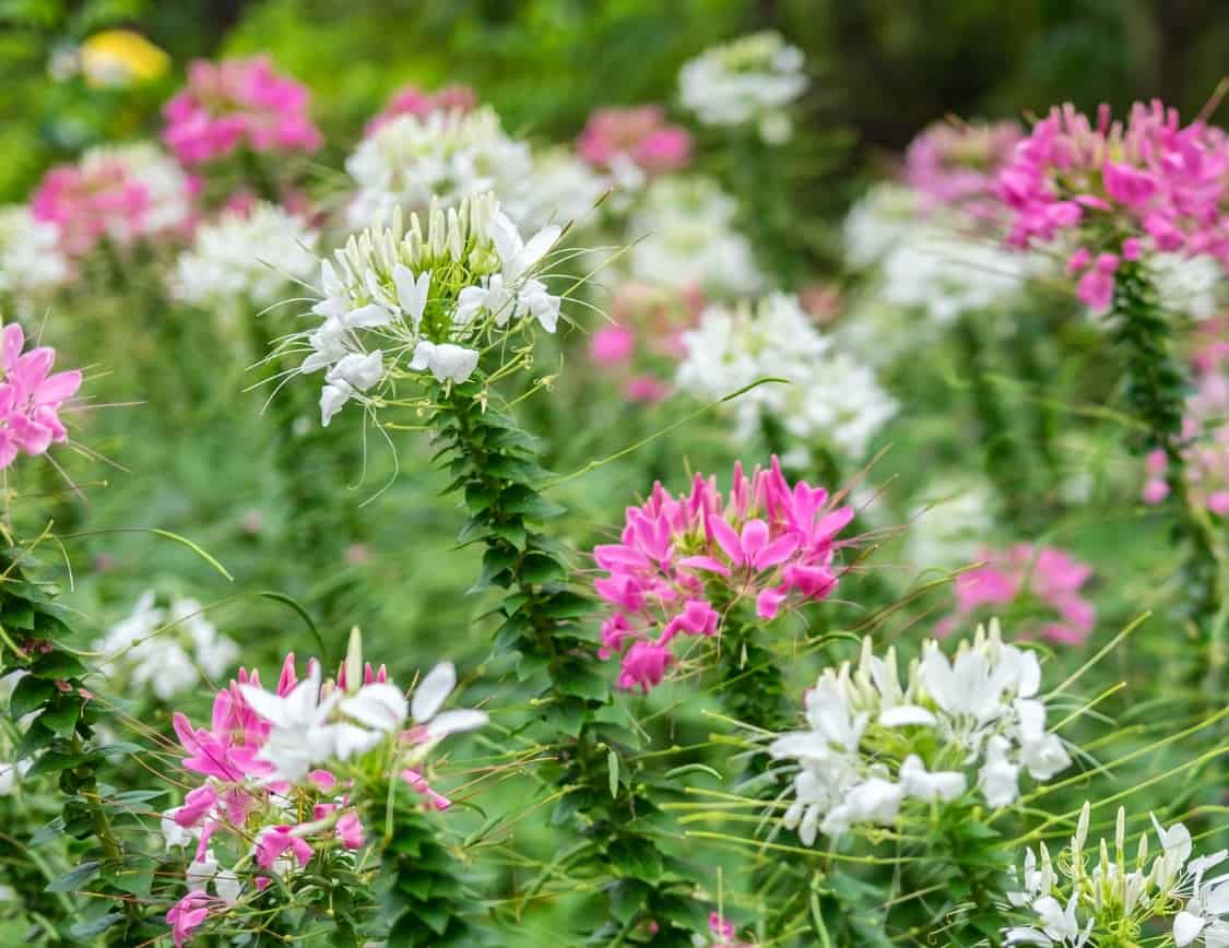 Cleome is an attractive long-blooming annual flower.