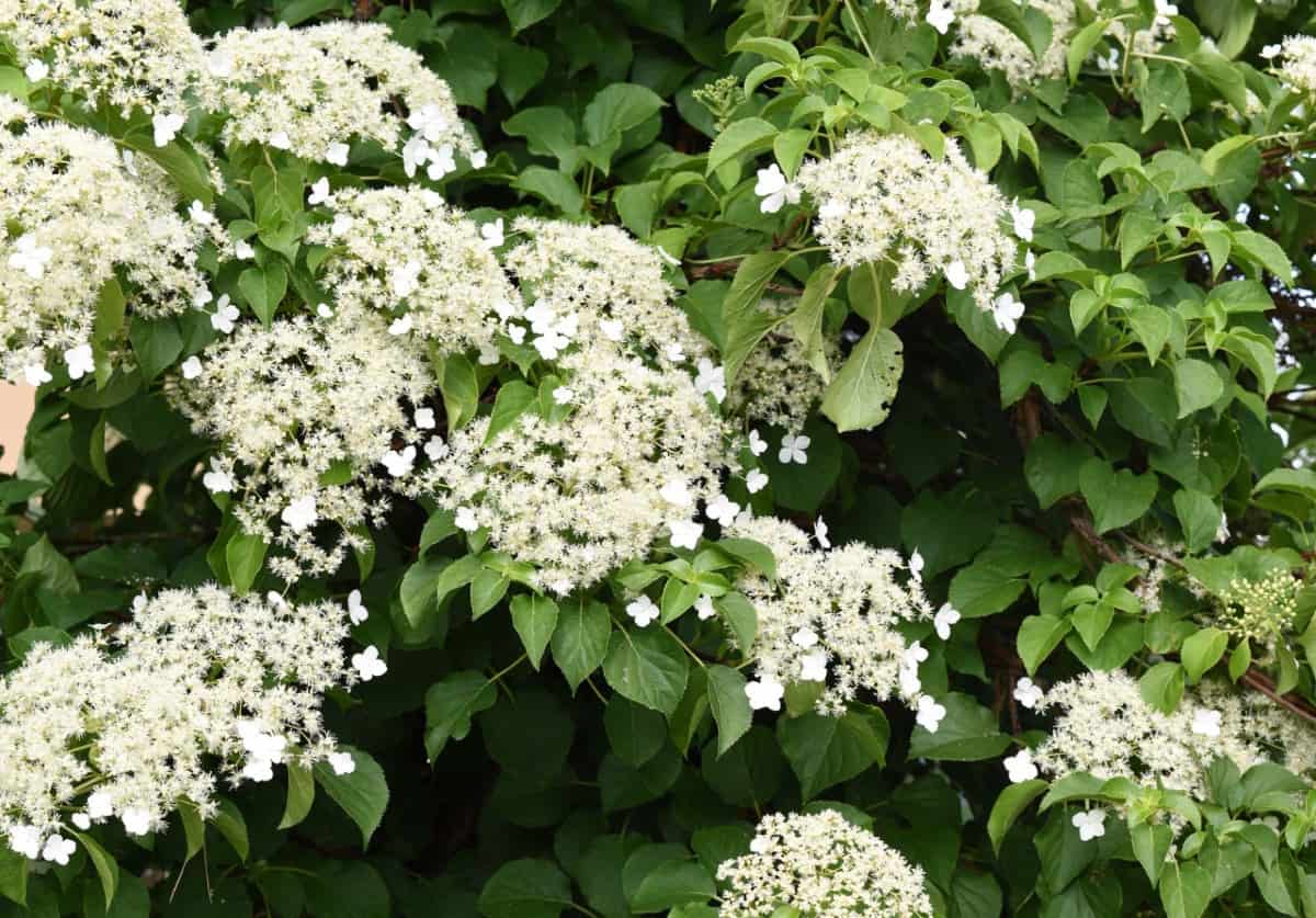 Climbing hydrangea is a perennial vine that is slow to establish.