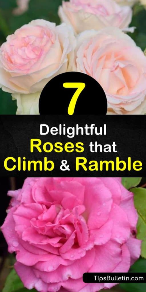 Discover climbing roses that grace garden trellises without the diseases and hassle of shrub roses. Find roses that are appropriate for full sun and your hardiness zone. Plant red-and-white "Fourth of July," pink "Zephirine Drouhin," apricot "Joseph's Coat," and more. #roses #climbers #climbingroses